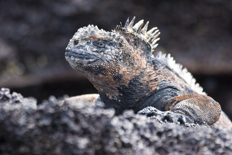 Marine Iguana